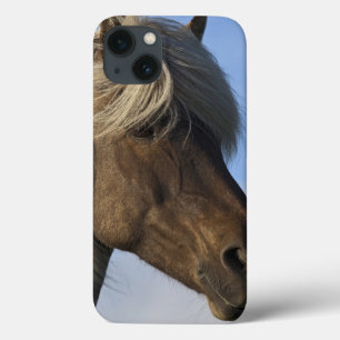 Head of Icelandic horse, Iceland