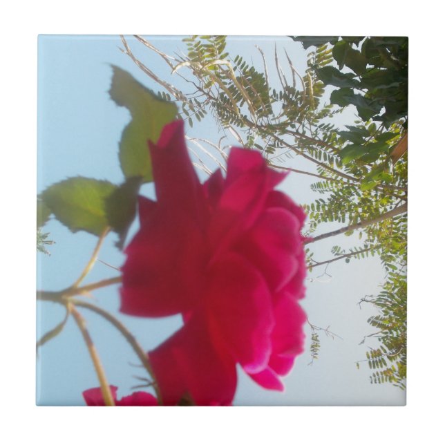 Heavenly Bloom: Um Rosa Contra o Céu (Frente)