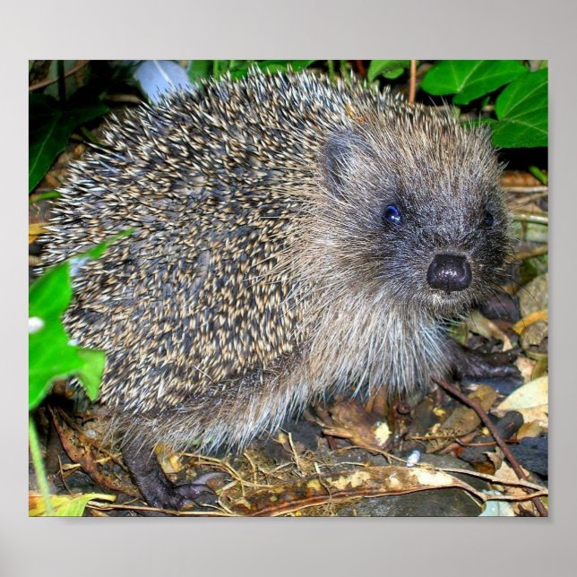 Hedgehog poster (Frente)
