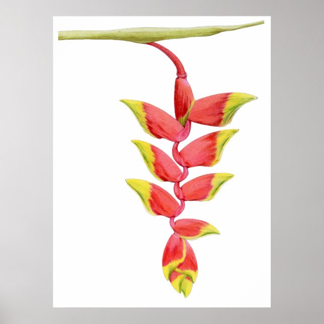 Heliconia Branch Poster (Frente)