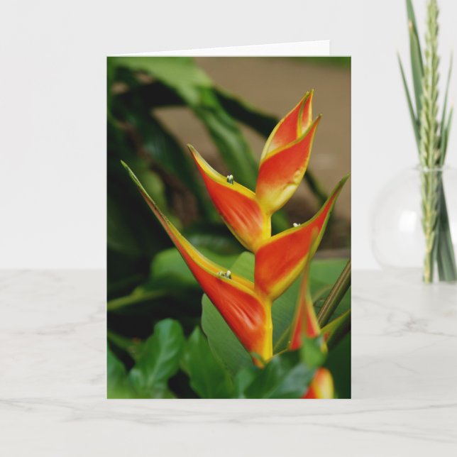Heliconia, cartão em branco (Frente)