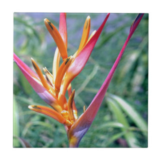 Heliconia Flower melhorada