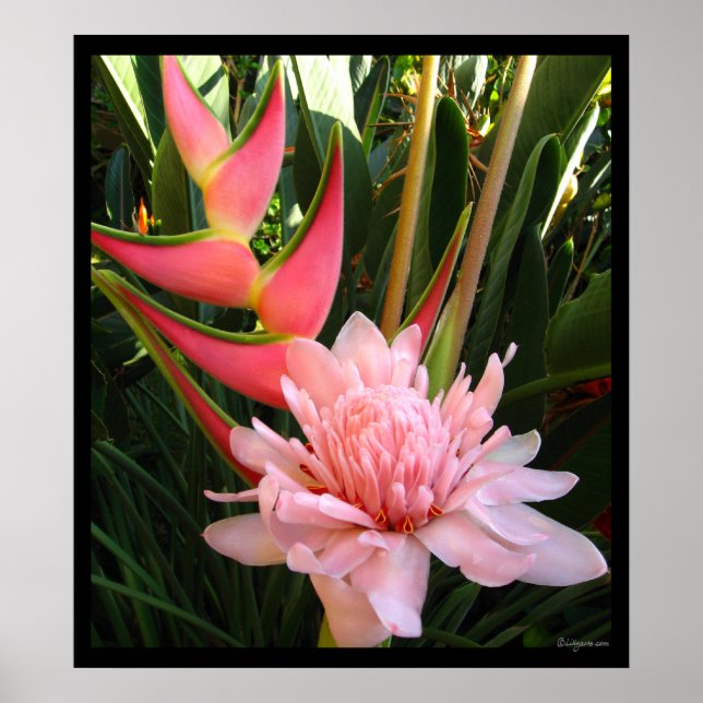 Heliconia Pink Torch Ginger Poster Impressões hava (Frente)