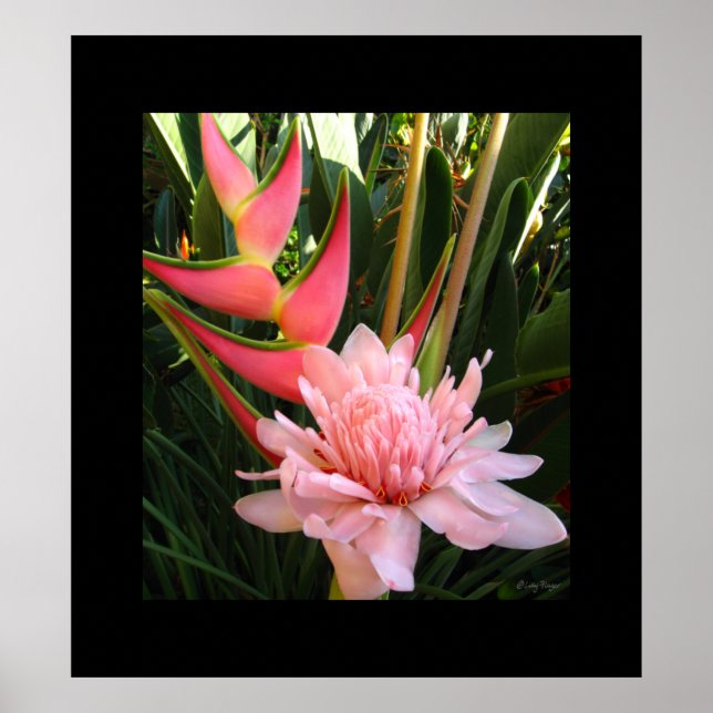Heliconia Pink Torch Ginger Poster Impressões hava (Frente)