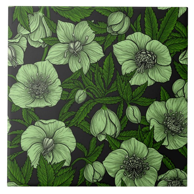 Hellebores brancos com folhas (Frente)