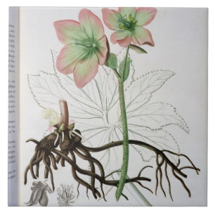Helleborus Niger de "Phytographie Medicale" por J