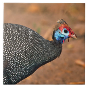 Helmeted Guiné Fowl (Numida meleagris). África,
