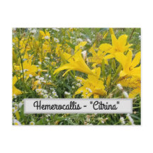 Hemerocallis - Cartão postal "Citrina"