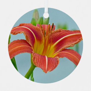 Hemerocallis do tigre