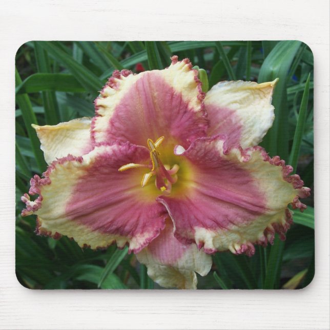 Hemerocallis Eyed rosa Mousepad (Frente)