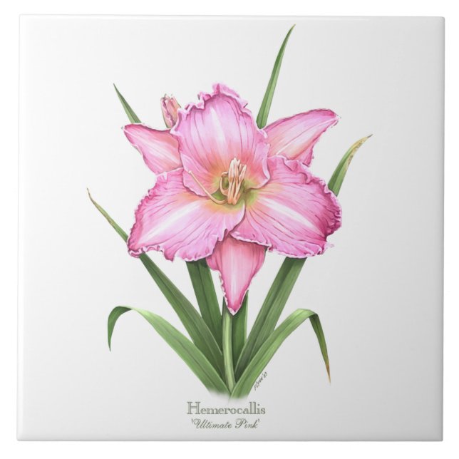 Hemerocallis Rosa Estilo de Arte Botânico (Frente)