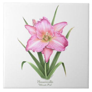 Hemerocallis - rosa final