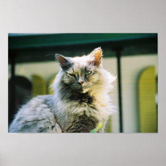 Hemingway cat 2 - Poster & Print