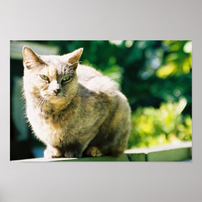 Hemingway Cat 3 - Poster & Print (Frente)