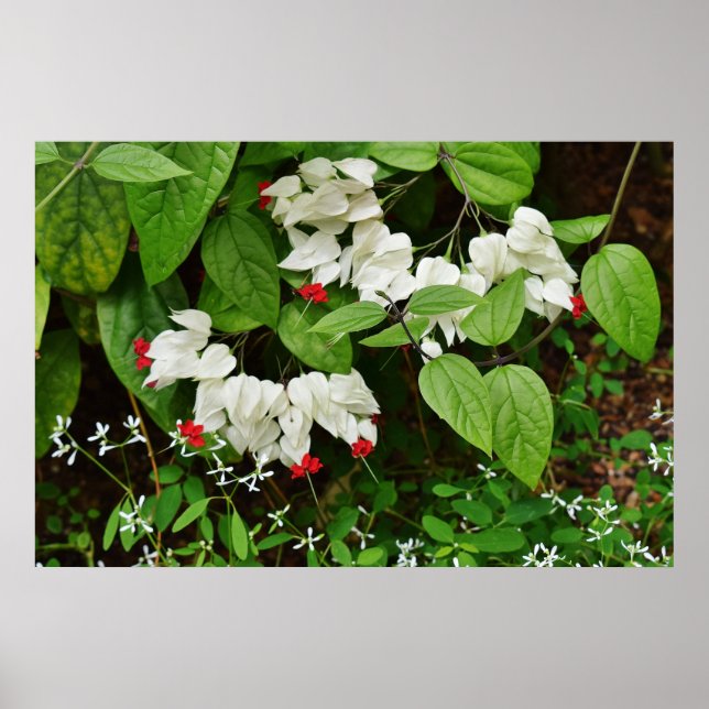 Hemorragia Corações Poster (Frente)