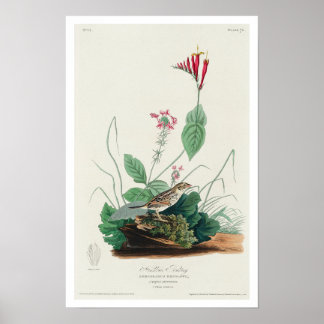 Henslow's Bunting by Audubon Poster