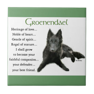 Herança do Amor Belga Sheepdog