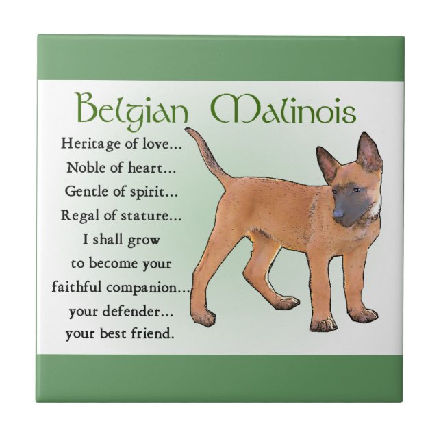 Herança do Amor, Malinois Belga (Frente)