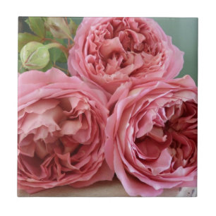 Herança inglesa dos rosas de David Austin