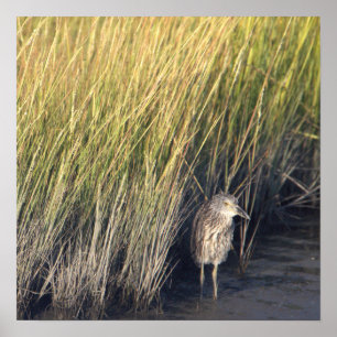 Herão no Poster de Grass