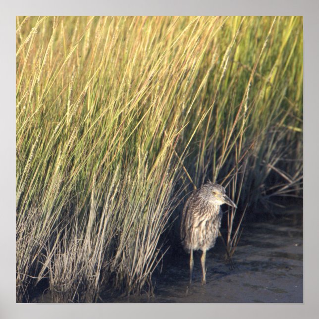 Herão no Poster de Grass (Frente)