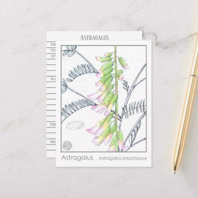 Herb Materia Medica Plantas Astragalus Cartão de E (Frente/Verso In Situ)
