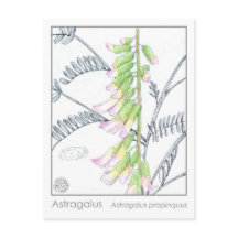 Herb Materia Medica Plantas Astragalus Cartão de E