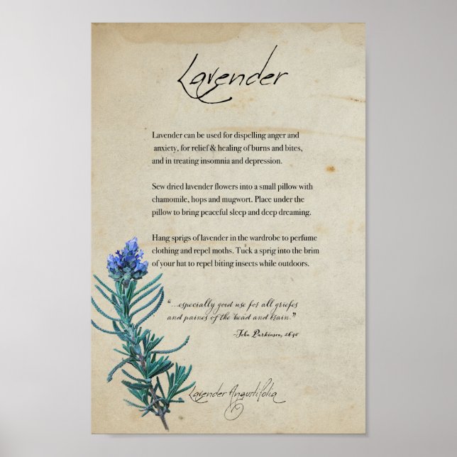 Herbal Apothecary: Lavender | Botanical Poster (Frente)