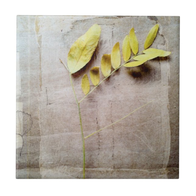 Herbário V (Frente)