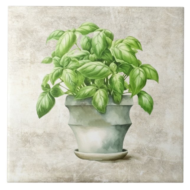 Herbos de Aquarelas Textura Cinzenta Basil (Frente)