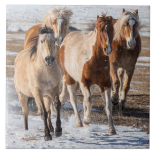 Herd of Mixed Breed Horses Running in the Snow