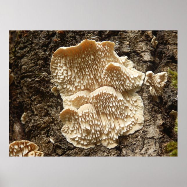 Hericium cirrhatum Mushroom Poster (Frente)