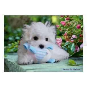 Hermes o cartão de aniversário maltês