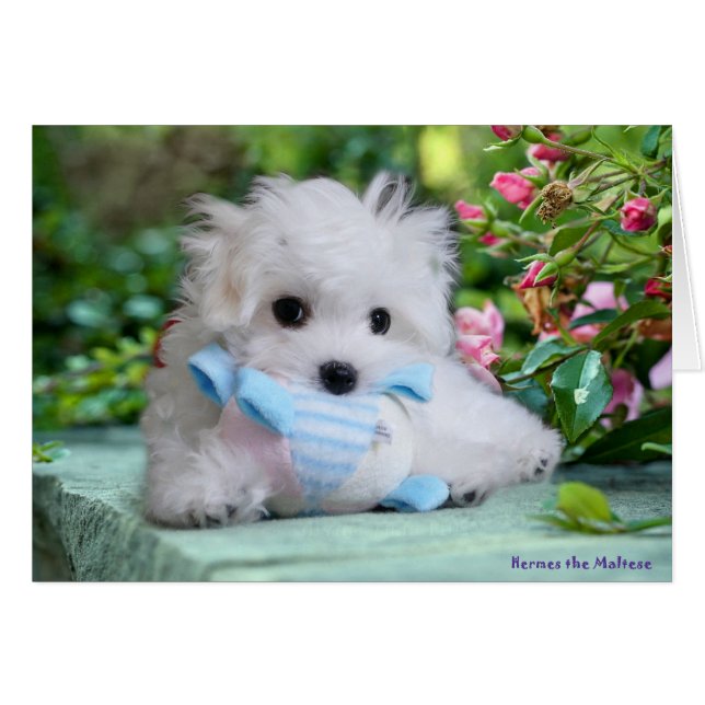 Hermes o cartão de aniversário maltês (Frente Horizontal)