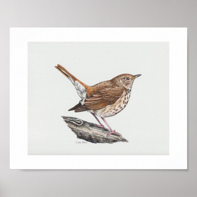 Hermit Thrush Art Impressão (Frente)