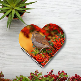 Hermit Thrush Songbird no espinho-de-espinho