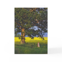 HERÓI   NORTE VERMONT DOS CARTÕES