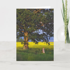 HERÓI NORTE VERMONT DOS CARTÕES