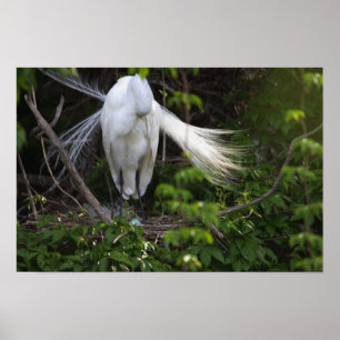 Heron Bird em Poster de árvore