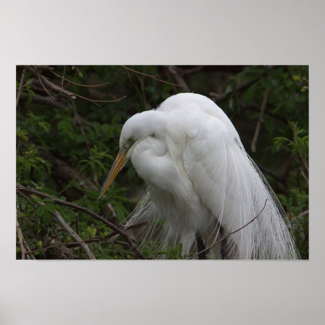 Heron Bird Poster (Frente)