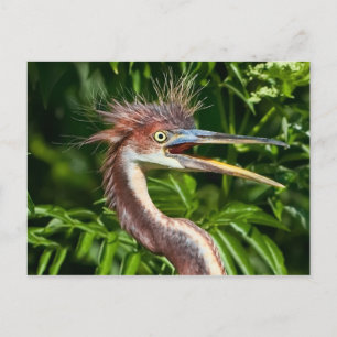 Heron de três cores com cartão postal de dia de ca