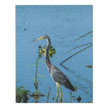 Heron em pé na água - Fotografia de pássaro