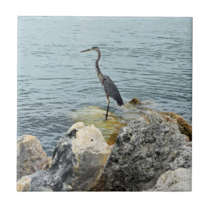 Heron On Rocks Na Praia