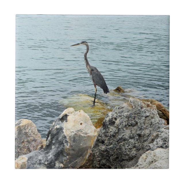 Heron On Rocks Na Praia (Frente)