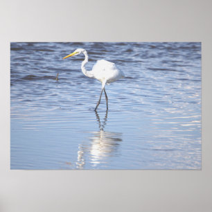 Heron Photo Poster