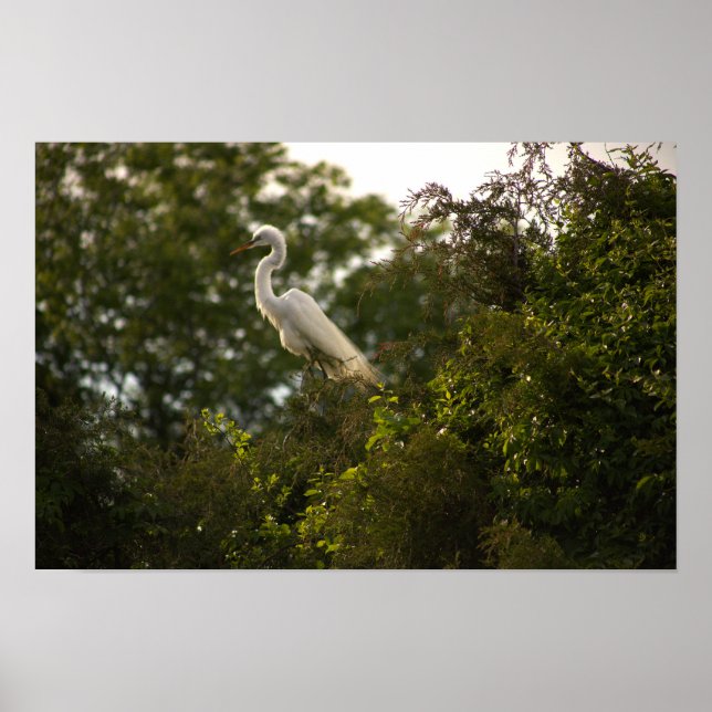 Heron Poster (Frente)