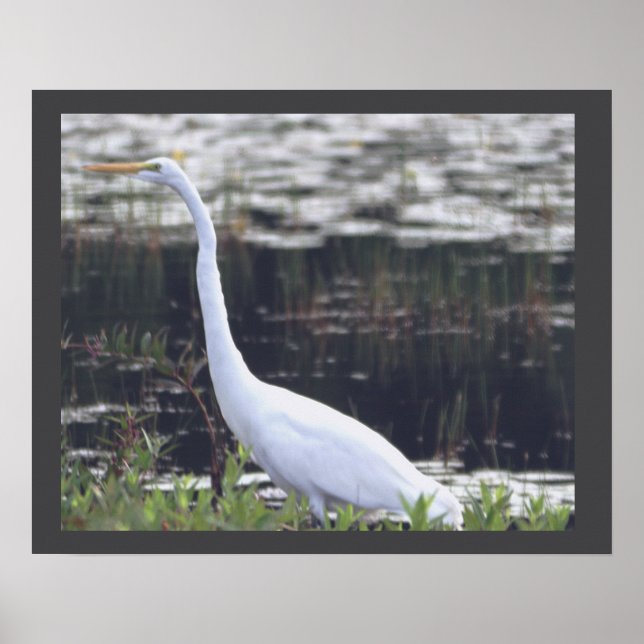 Heron Poster (Frente)