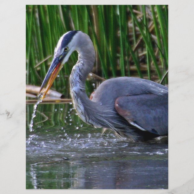 Heron Splash (Frente)