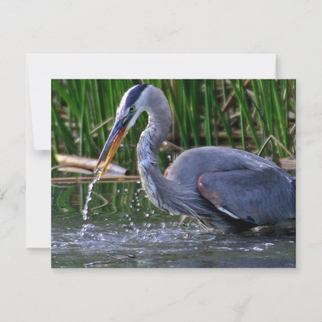 Heron Splash (Frente)