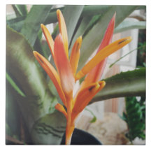 Hétero Perene de Heliconia Beak do Papagaio